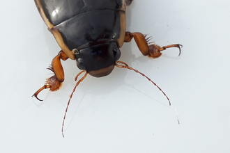 Close up on the head and thorax of a king diving beetle, a large black beetle with yellowish edges to the body