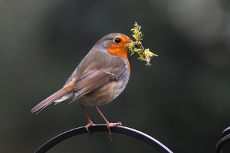 A robin perched on a bird feeder with nesting material in its beak