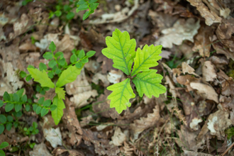 An aerial view of vibrant green oak sapling emerging from the brown leaf litter.