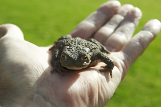A male toad sat on a hand, looking toward the camera.