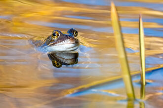 The head of a common frog reflected in a pond with golden sunlight on the water