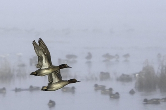 Two drake Common teal in flight