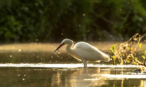 Little egret by Jason Buck