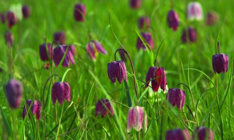 Snakeshead fritillaries by Helen Walsh