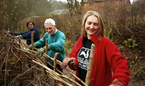 Volunteers hedgelaying