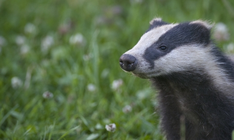 badger