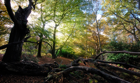 Bowdown Woods by Rob Appleby