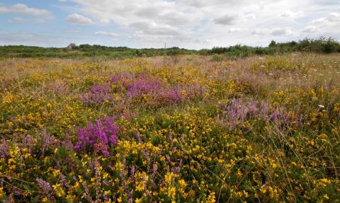 Greenham Common, West Berkshire Living Landscape, by Rob Appleby