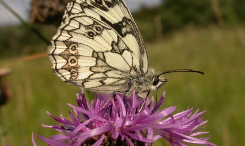 Marbled white butterfly