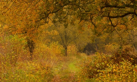 Warburg Nature Reserve, Autumn