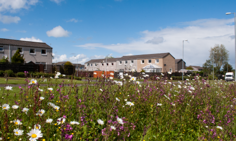 wild flowers and houses