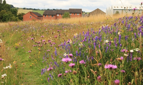 meadows and houses