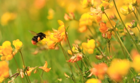 Red-tailed bumblebee on bird's foot trefoil