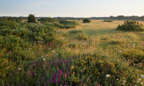 Greenham Common