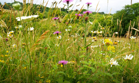 Chalk grassland