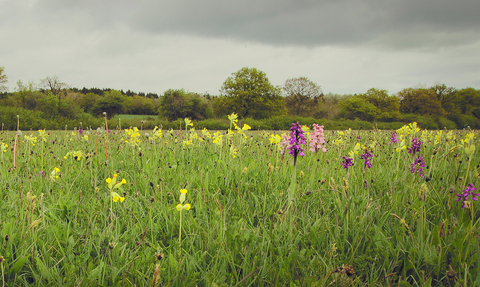 Orchids and cowslips at Bernwood Meadows