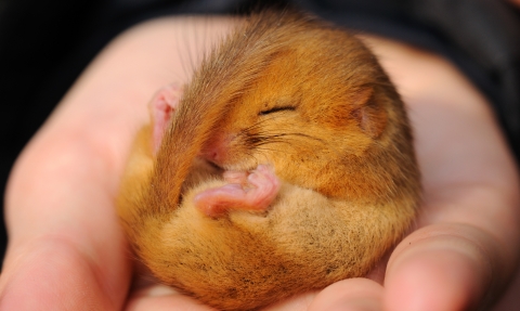 Dormouse sleeping on hand