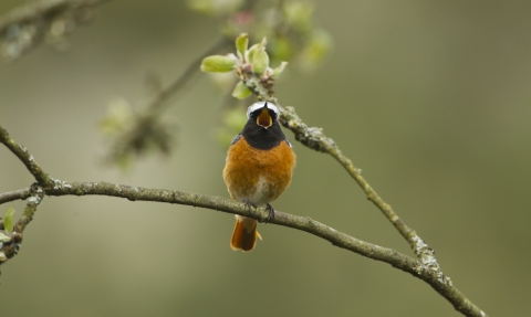 Redstart singing by Mark Hamblin