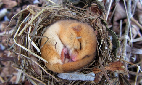 Dormouse sleeping in nest