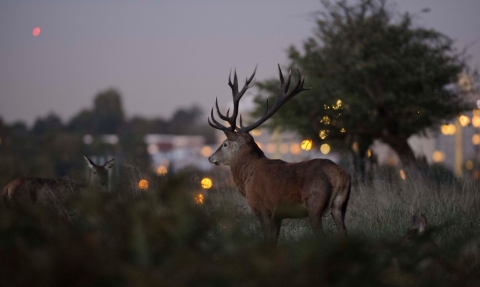 Deer with urban backdrop