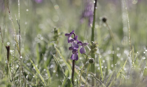 Dew on the meadow at Bernwood Meadows by Gladys Perrier