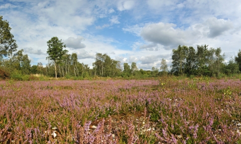 Crookham Common heathland