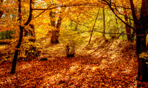 Autumnal beech trees