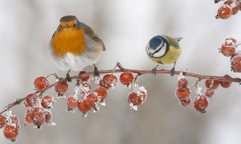 Wintry robin and blue tit