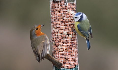 Robin and blue tit on bird feeder