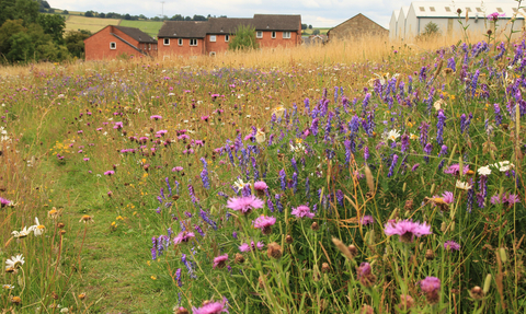 Houses with grasses and wild flowers in front