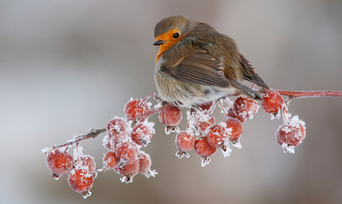 Robin perched on crab apples in winter