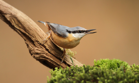 Nuthatch on a branch with open beak