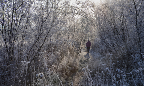 A person walking through a frosty nature reserve in winter, Cholsey Marsh