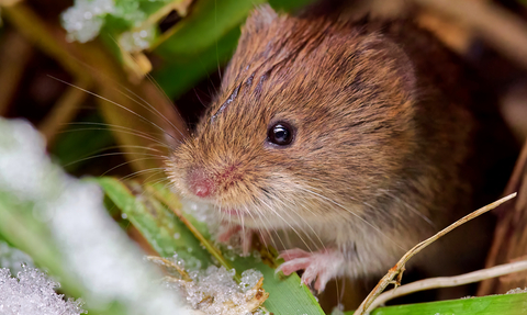 Close up of a bank vole on frosty ground