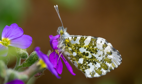 Orange-tip butterfly on a flower