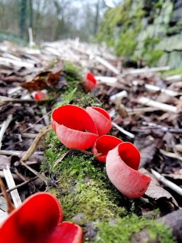 scarlet elf cap