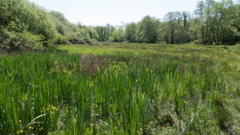 Purple moor-grass and rush pasture