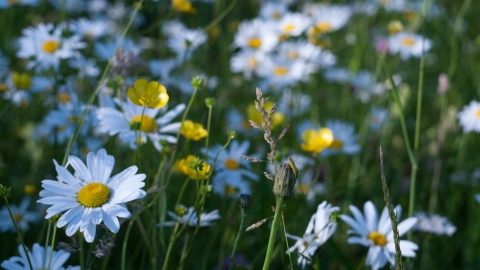 Lowland meadow and pasture