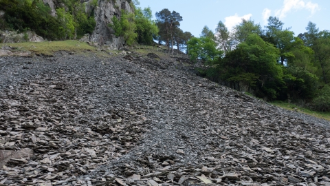 Scree on rocky habitat