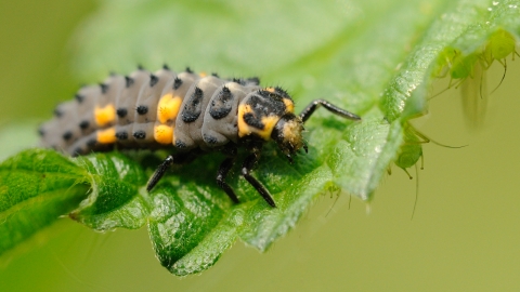 7-spot ladybird | Berks Bucks & Oxon Wildlife Trust