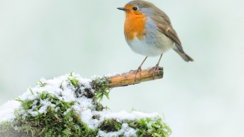 Robin on a snowy branch