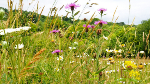 Chalk grassland at Dancersend nature reserve