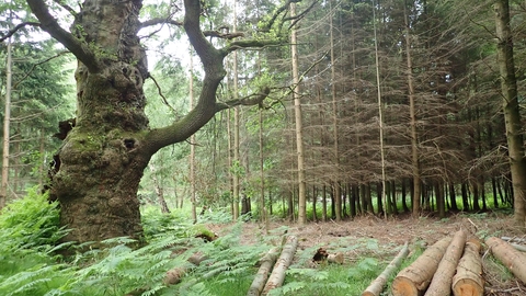 Trees at Windsor Great Park