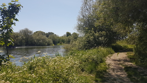 Cholsey Marsh