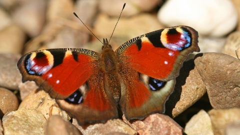 Peacock butterfly by Rachel Scopes