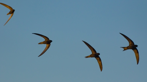 Swifts