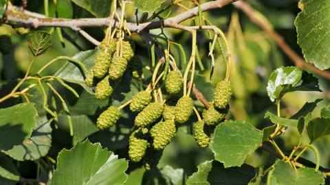 Male and female catkins on an alder tree