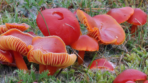 A clump of bright red fungi showing gills underneath on grassland. 