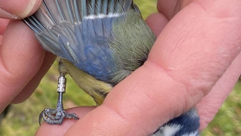 a blue tit is held in a man's hand while he examines its plumage 