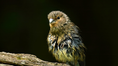 Juvenile bullfinch perched on a branch with wet feathers after bathing